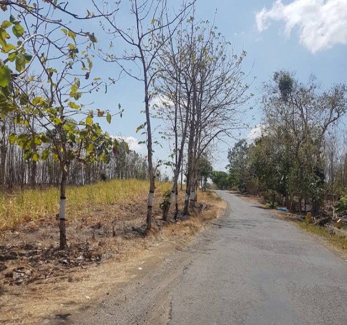 Perkebunan Jati